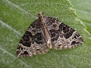 70.094 BF759 - Small Phoenix - Geometridae - Ecliptolpera silaceata