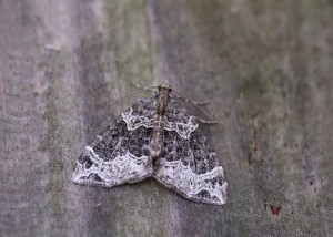 70.094 BF759 - Small Phoenix - Geometridae - Ecliptolpera silaceata