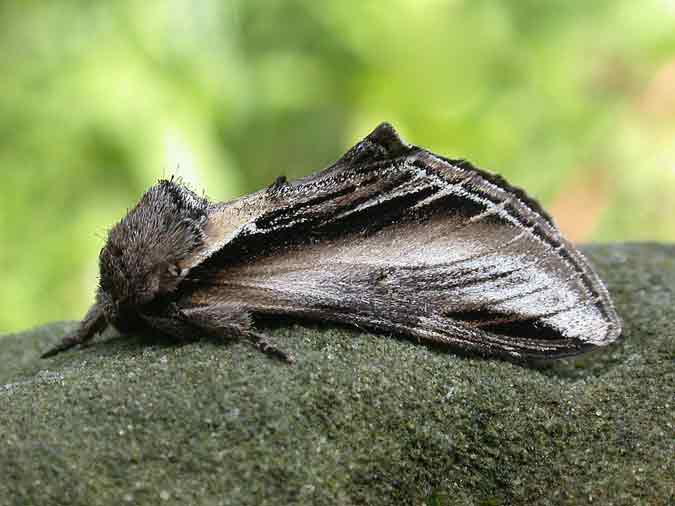 71.017 BF2007 - Swallow Prominent - Notodontidae - Pheosia tremula