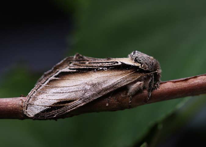 71.017 BF2007 - Swallow Prominent - Notodontidae - Pheosia tremula