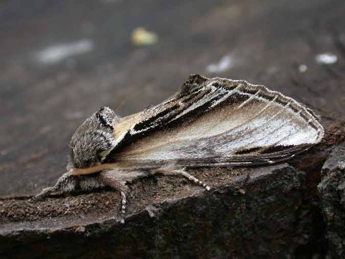 Swallow Prominent - Notodontidae - Pheosia tremula