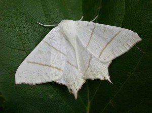 70.243 BF1922 - Swallow-tailed Moth - Geometridae - Ourapteryx sambucaria