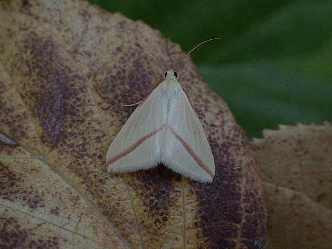 Vestal - 10th Oct 2012 - Melbourne - Tony Davison