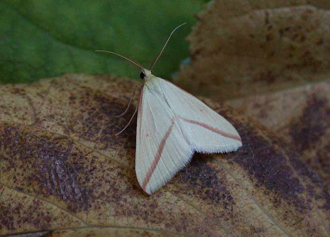 Vestal - 10th Oct 2012 - Melbourne - Tony Davison