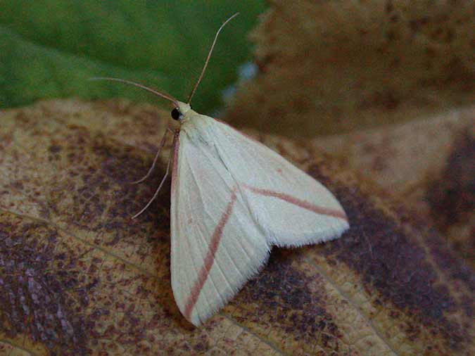 Vestal - 10th Oct 2012 - Melbourne - Tony Davison