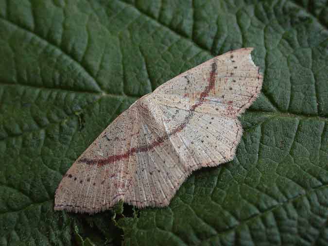 70.036 BF1680 - Maiden's Blush - Geometridae - Cyclophora punctaria