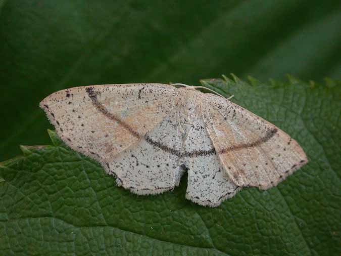 70.036 BF1680 - Maiden's Blush - Geometridae - Cyclophora punctaria