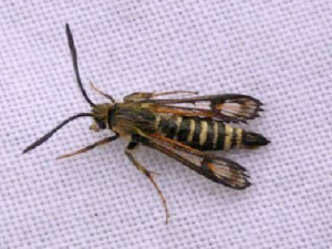 52.014 BF0382 - Six-belted Clearwing - Sesiidae - Bembecia ichneumoniformis