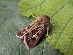 Antler Moth - Noctuidae - Cerapteryx graminis