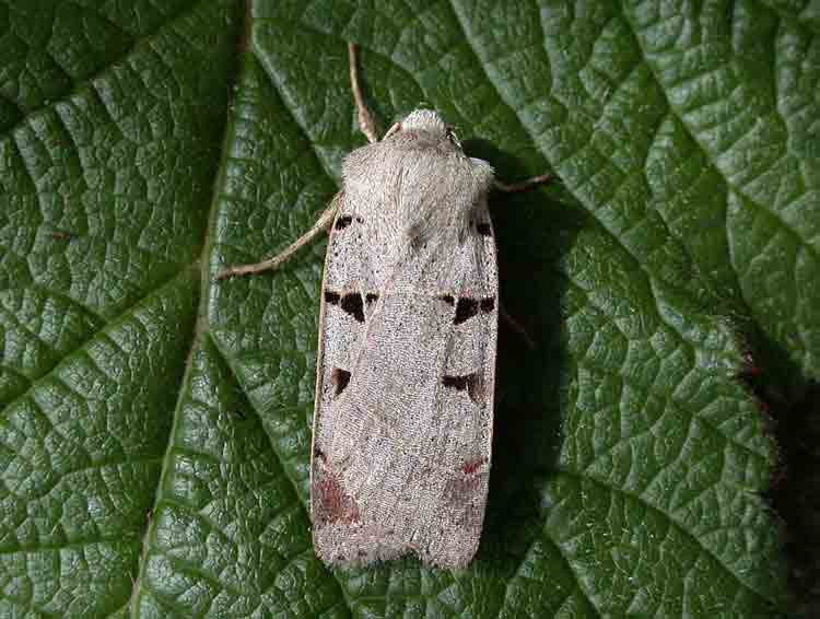 Autumnal Rustic - Noctuidae - Eugnorisma glareosa