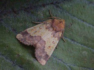 73.180 BF2272 - Barred Sallow - Noctuidae - Tiliacea aurago