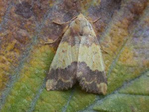73.180 BF2272 - Barred Sallow - Noctuidae - Tiliacea aurago