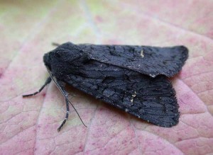 Black Rustic - Noctuidae - Aporophyla nigra