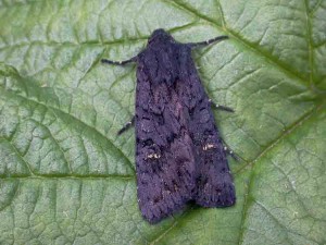 Black Rustic - Noctuidae - Aporophyla nigra