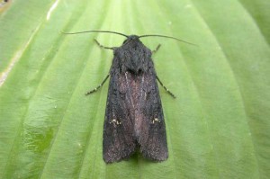 Black Rustic - Noctuidae - Aporophyla nigra