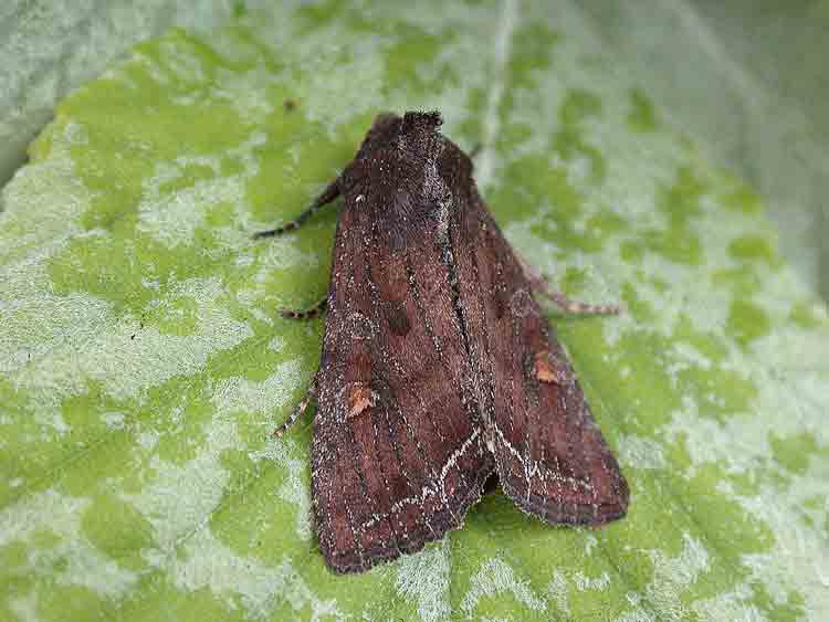 Bright-line Brown-eye - Noctuidae - Lacanobia oleracea