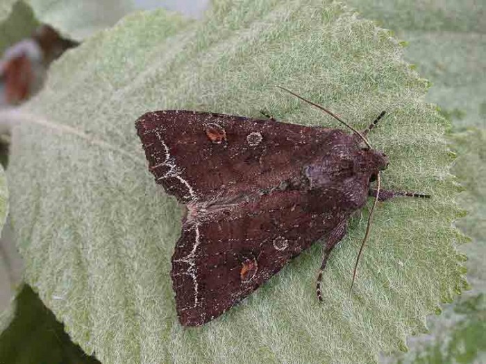 Bright-line Brown-eye - Noctuidae - Lacanobia oleracea