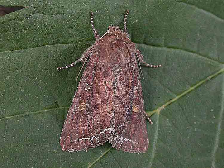 Bright-line Brown-eye - Noctuidae - Lacanobia oleracea