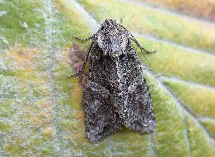 Brindled Green - Melbourne - Tony Davison
