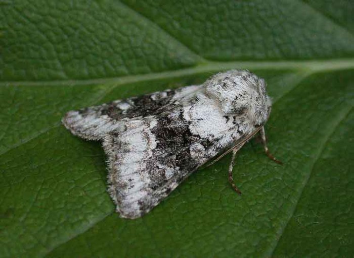 Broad-barred White - Noctuidae - Hecatera bicolorata