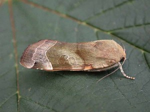 Broad-bordered Yellow Underwing - Noctuidae - Noctua fimbriata