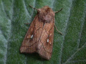 Brown-line Bright-eye - Noctuidae - Mythimna conigera