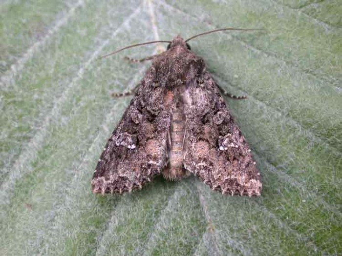 Cabbage Moth - Noctuidae - Mamestra brassicae