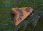 73.219 BF2269 - Centre-barred Sallow - Noctuidae - Atethmia centrago