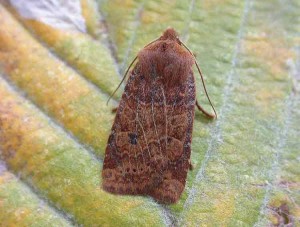 Chestnut - Noctuidae - Conistra vaccinii