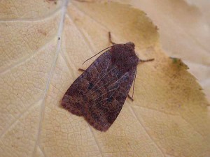 Chestnut - Noctuidae - Conistra vaccinii
