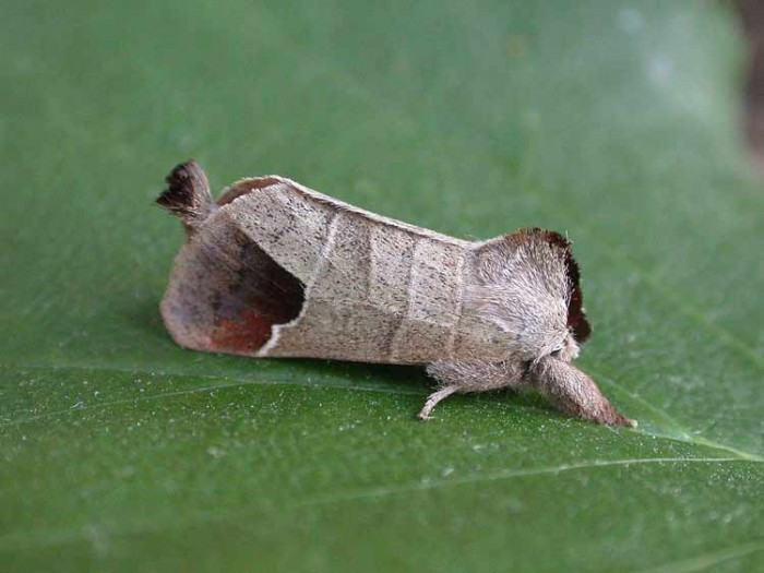 Chocolate Tip - Notodontidae - Clostera curtula