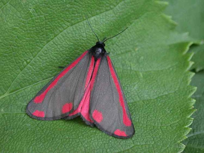 Cinnabar Moth June 5th 2008 -Melbourne - Tony Davison