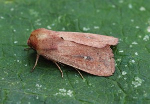 73.298 BF2193 - The Clay - Noctuidae - Mythimna ferrago