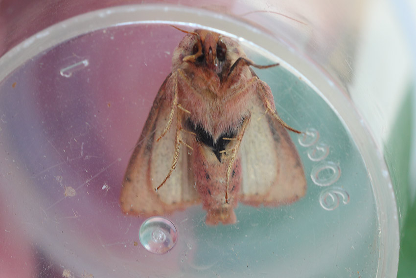 73.298 BF2193 - The Clay - Noctuidae - Mythimna ferrago