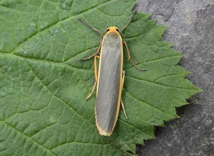Common Footman - Erebidae - Eilema lurideola