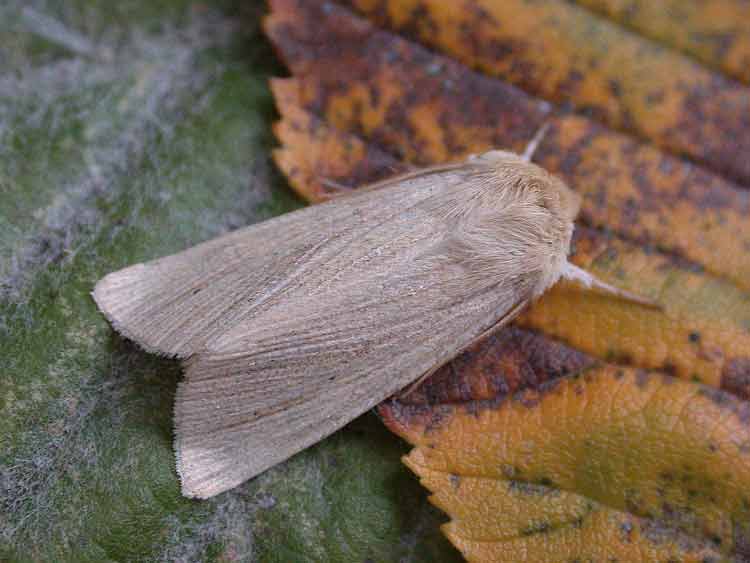 Common Wainscot - Noctuidae - Mythimna pallens