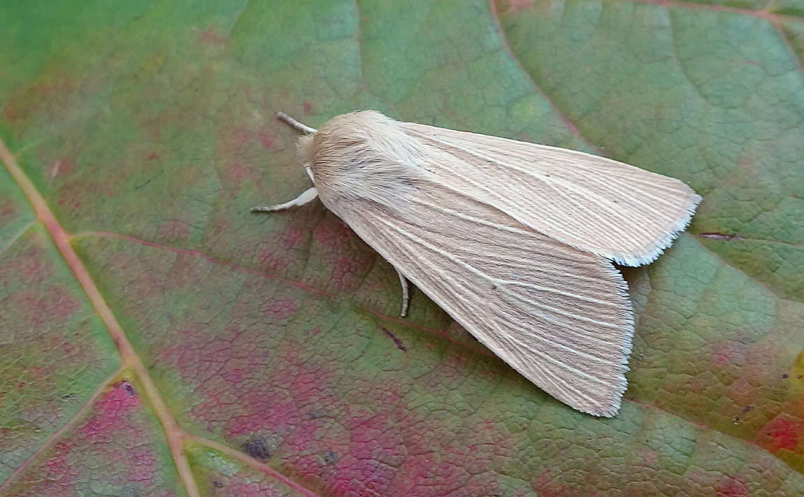 73.291 BF2199 - Common Wainscot - Noctuidae - Mythimna pallens