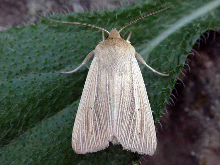 Common Wainscot - Noctuidae - Mythimna pallens