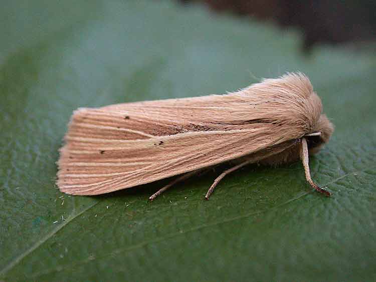 Common Wainscot - Noctuidae - Mythimna pallens