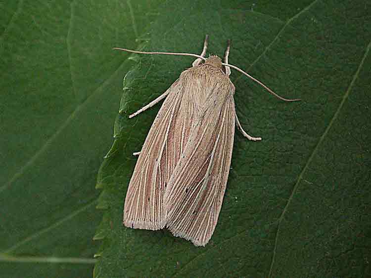 Common Wainscot - Noctuidae - Mythimna pallens
