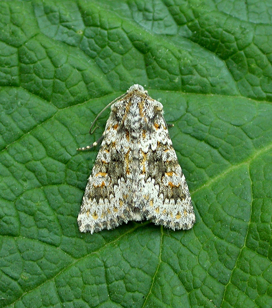 Small Ranunculus - 6th September 2014 - Brian u0026 Jean Hallam
