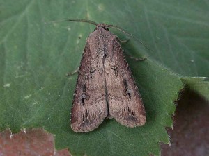 73.327 BF2091Dark Sword-grassAgrotis ipsilon