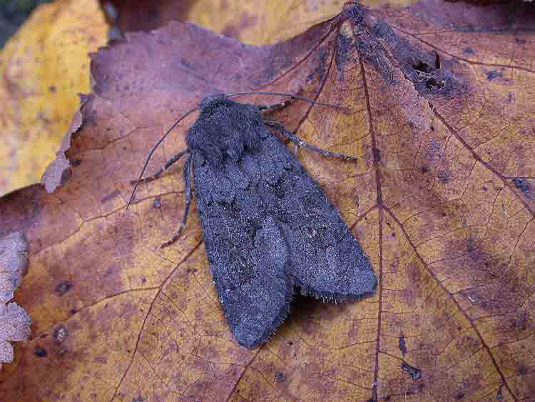 Deep Brown Dart - Noctuidae - Aporophyla lueneburgensis