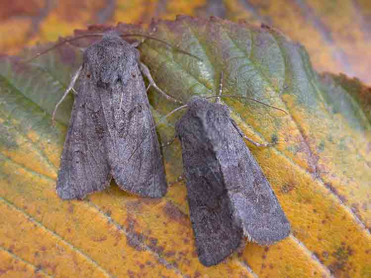 Deep Brown Dart - Noctuidae - Aporophyla lueneburgensis