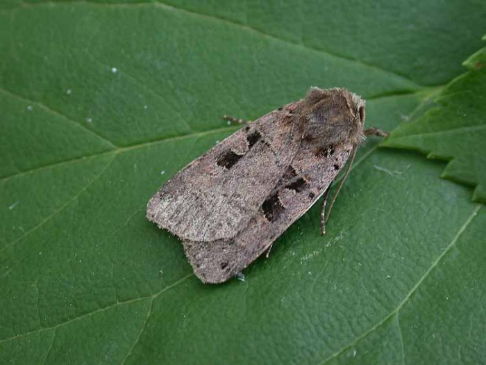 Double Square-spot - Noctuidae - Xestia triangulum
