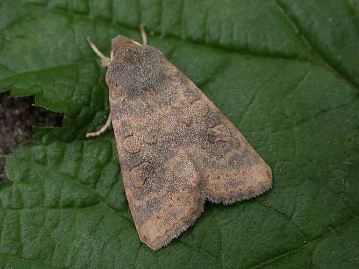 73.183 BF2275 - Dusky-lemon Sallow - Noctuidae - Cirrhia gilvago