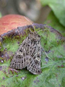 Feathered Gothic - Noctuidae - Tholera decimalis