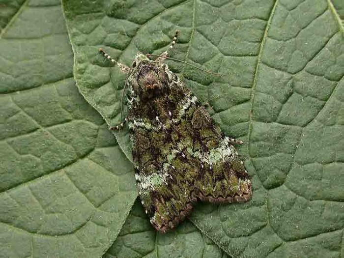 Green Arches - Noctuidae - Anaplectoides prasina