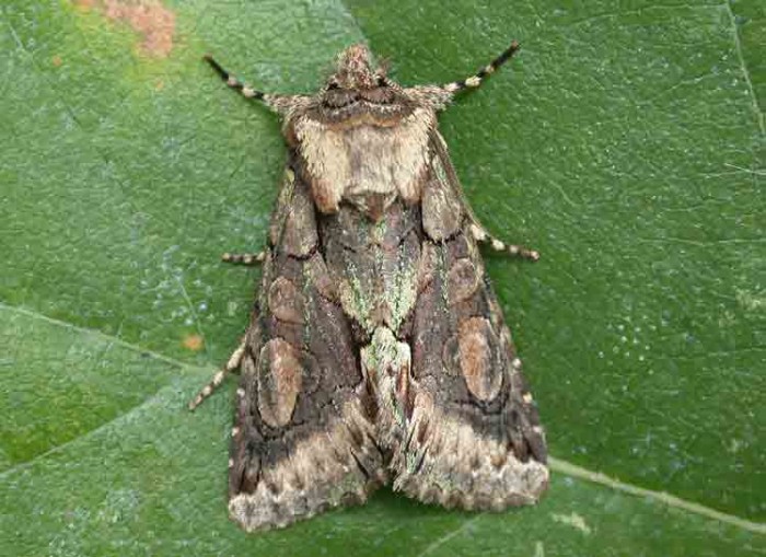 Green-brindled Crescent - Noctuidae - Allophyes oxyacanthae