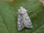 Grey Chi - Noctuidae - Antitype chi